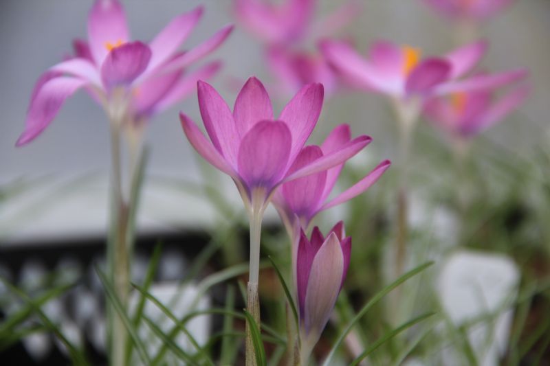 Crocus tommasinianus 'Roseus' Boerencrocus bestellen